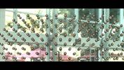 Sir Francis: the Probability Machine - From Chaos to Order - Randomness in Stock Prices